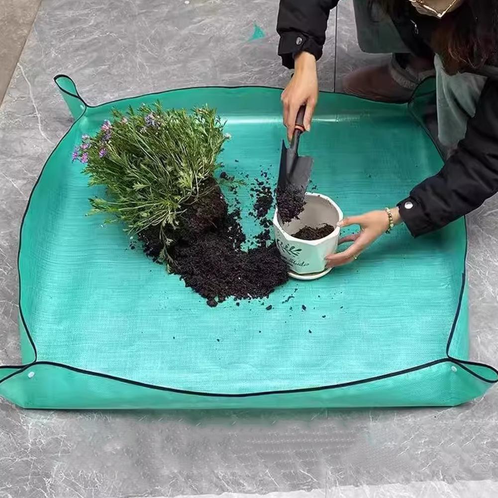 Echeveria Succulent - PE Plant regeneration mat Waterproof transplant