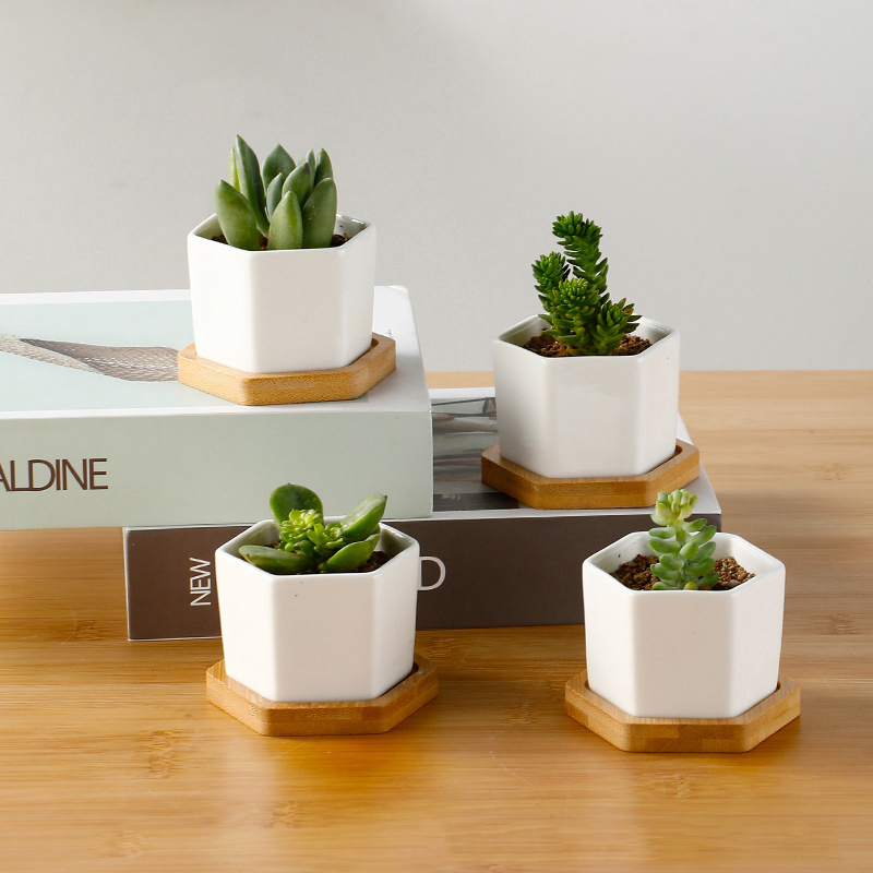 Echeveria Succulent - Ceramic Flowerpot White Hexagon Ceramic Pot