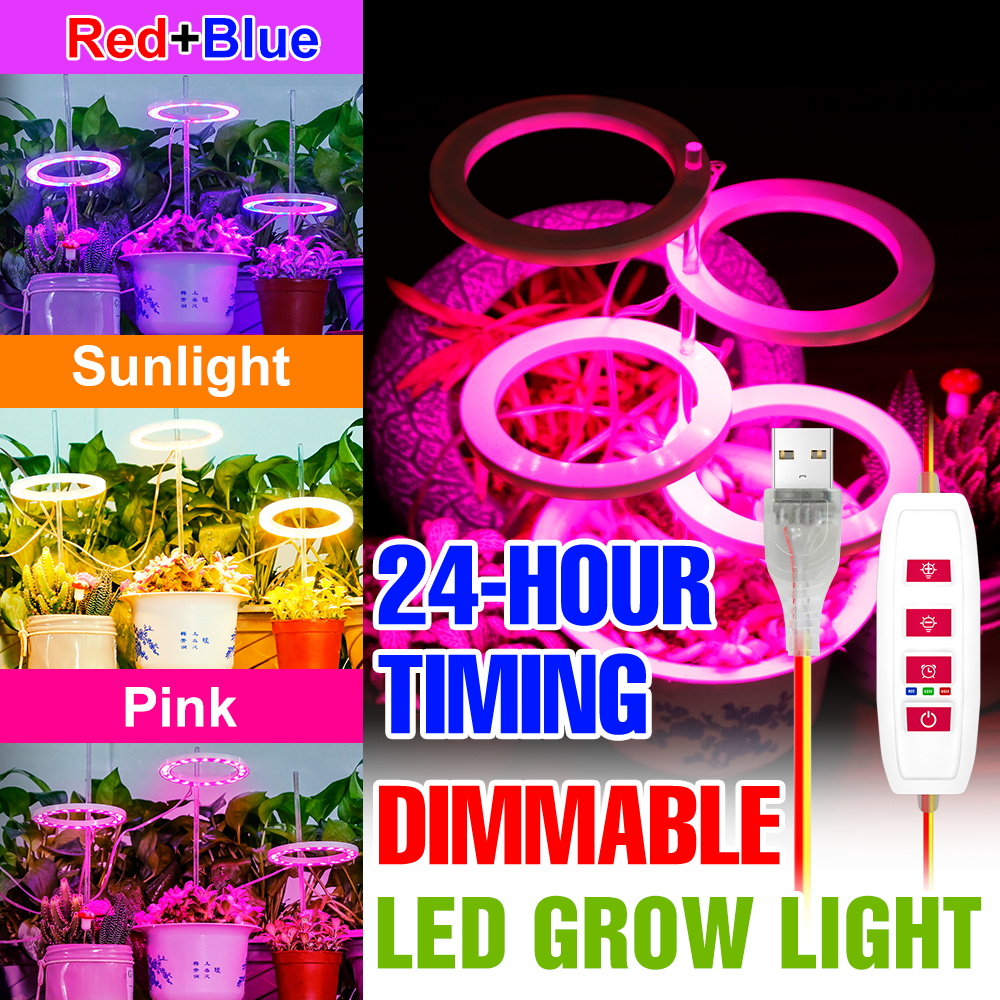 Echeveria Succulent - Indoor Full Spectrum Grow Lights LED
