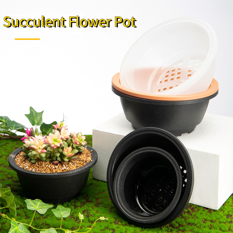 Echeveria Succulent - Plastic Round Succulent Flower Pots Succulent