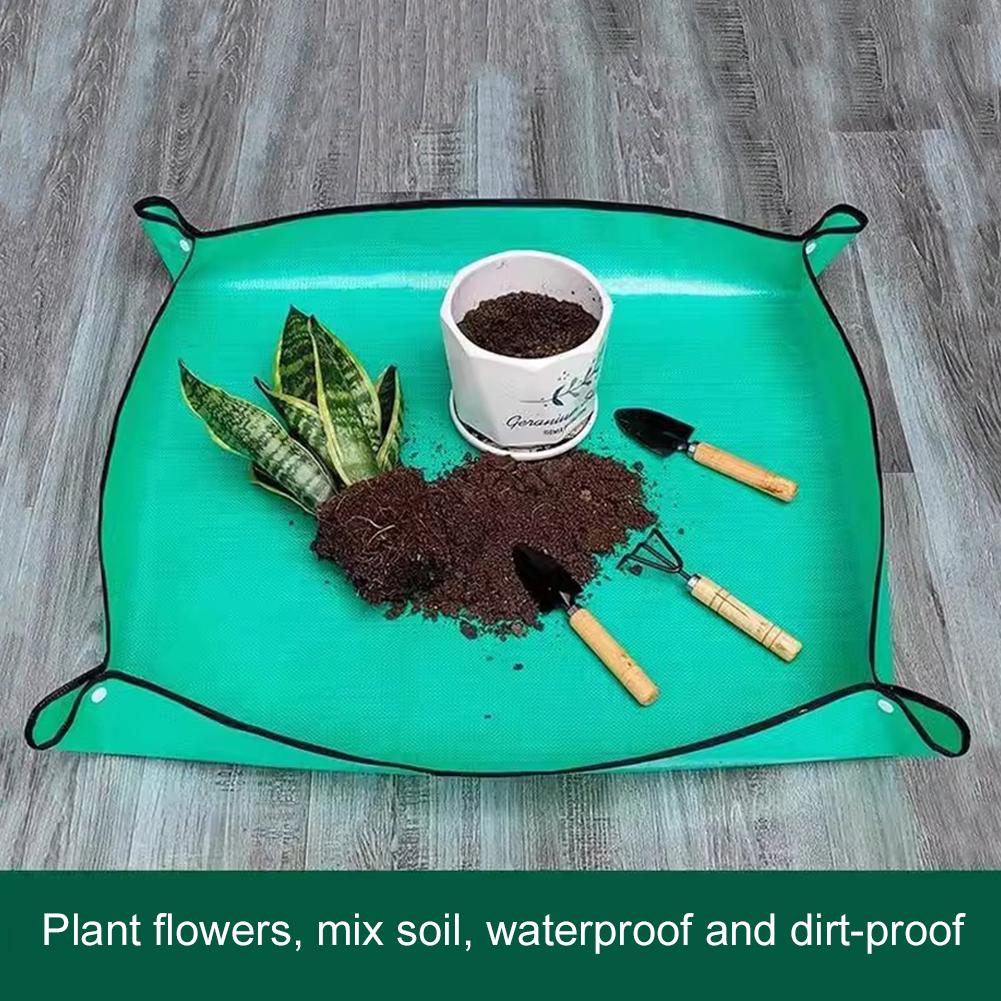 PE Plant regeneration mat Wate - đánh giá và giá Echeveria Succulent