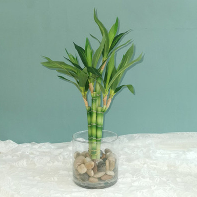 New 40cm rFtificial Lucky Bamb - đánh giá và giá Echeveria Succulent