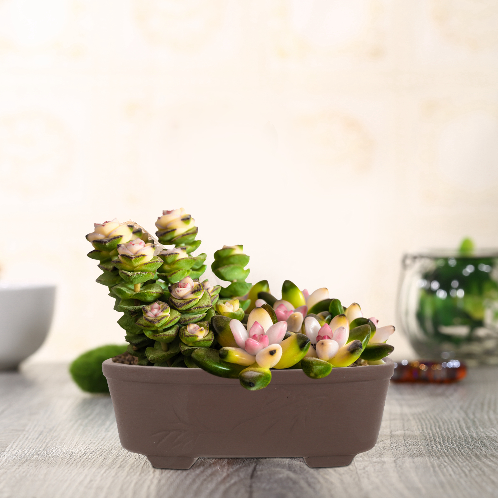 Handmade Vintage Style Clay Te - đánh giá và giá Echeveria Succulent
