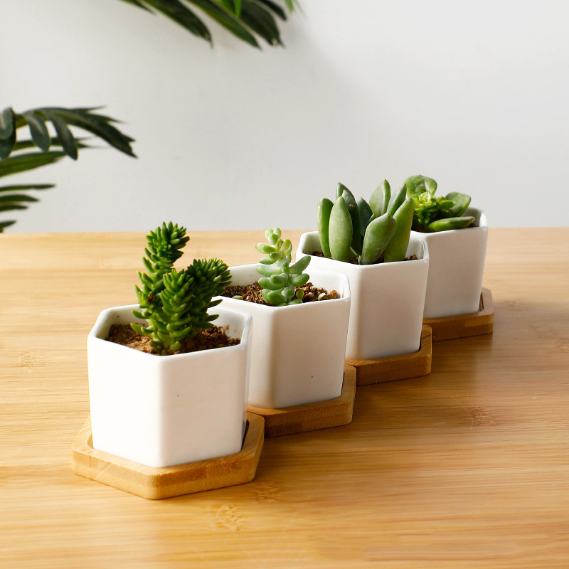 Ceramic Flowerpot White Hexago - đánh giá và giá Echeveria Succulent