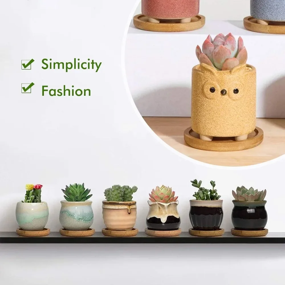 1pcs Small Circular Succulent  - đánh giá và giá Echeveria Succulent