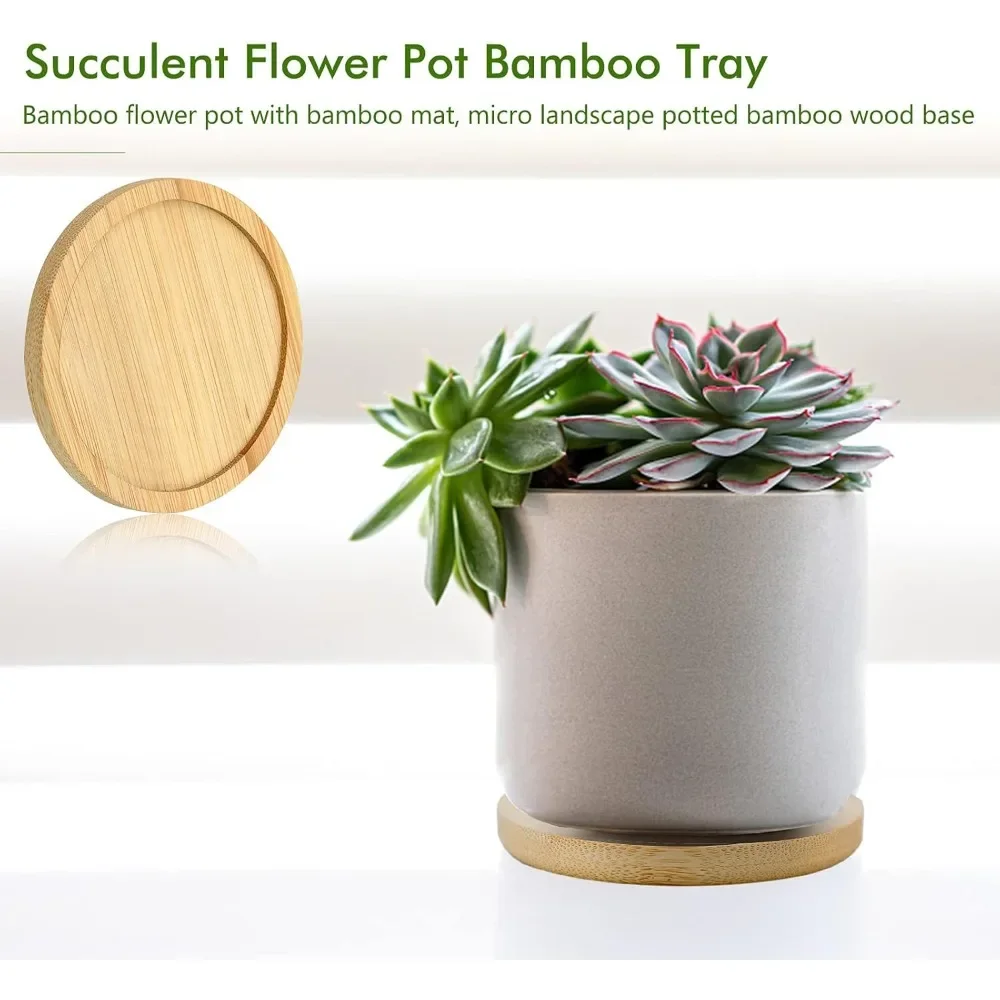 1pcs Small Circular Succulent  - đánh giá và giá Echeveria Succulent