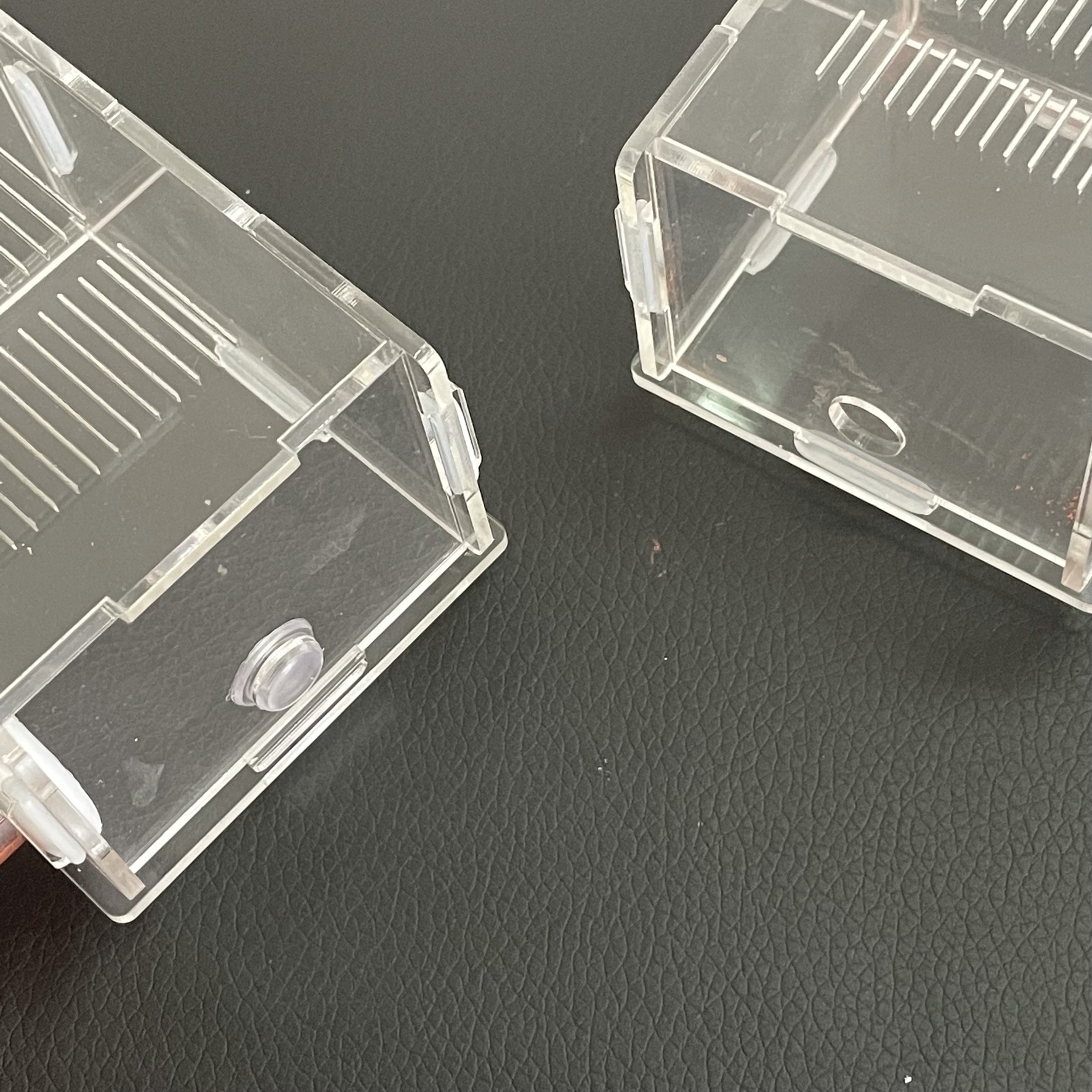 Ecological moisturing sand Ant - đánh giá và giá Begonia Rex