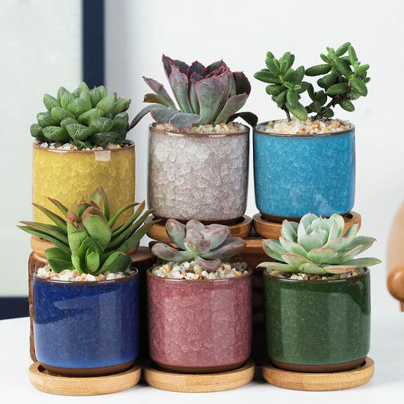 6pcs/set Ceramic Flowerpot Set - đánh giá và giá Echeveria Succulent