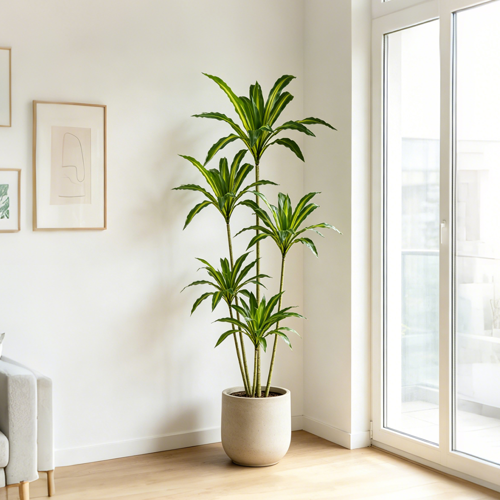 80-165cm Large Artifcial Draca - đánh giá và giá Dracaena Marginata