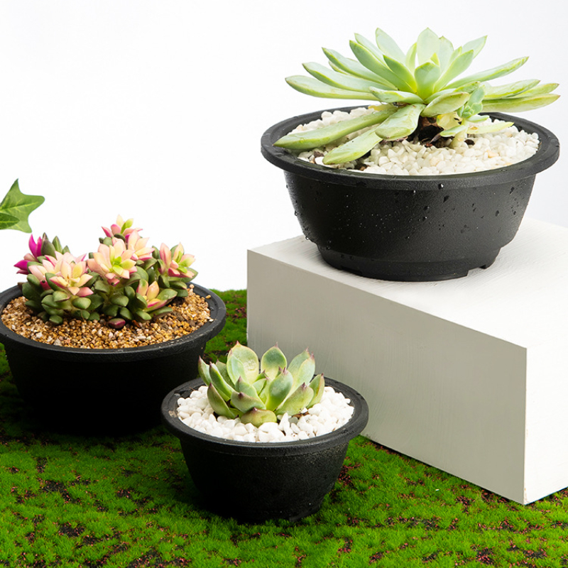 Plastic Round Succulent Flower - đánh giá và giá Echeveria Succulent