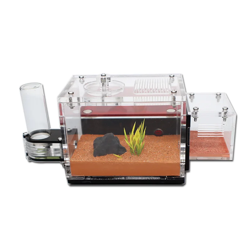 Yellow Soil Ant Farm with Exte - đánh giá và giá Begonia Rex